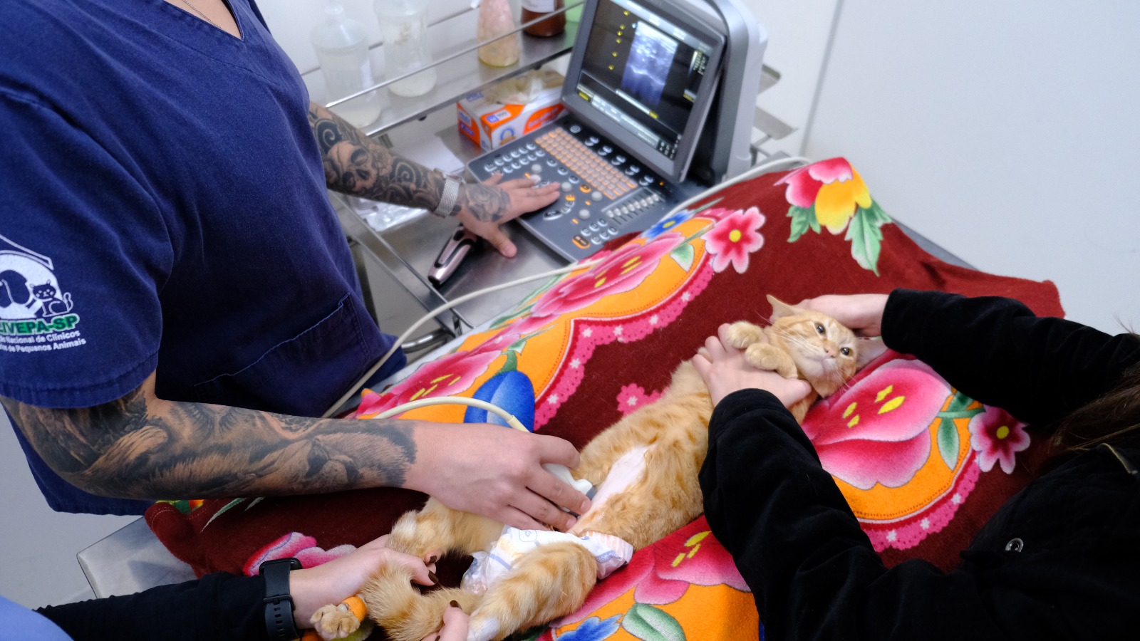 A imagem mostra um atendimento veterinário a um gato em uma clínica. O animal, de pelagem alaranjada, está deitado sobre uma manta colorida com estampas florais, enquanto é submetido a um exame de ultrassonografia. Um profissional da saúde veterinária, com tatuagens visíveis nos braços e vestindo uniforme azul com o logotipo da ANCLIVEPA-SP (Associação Nacional de Clínicos Veterinários de Pequenos Animais de São Paulo), realiza o exame utilizando o aparelho de ultrassom. O gato está sendo cuidadosamente contido por outra pessoa, demonstrando um ambiente de cuidado e atenção. Ao fundo, vê-se uma bancada com materiais e frascos utilizados no procedimento.