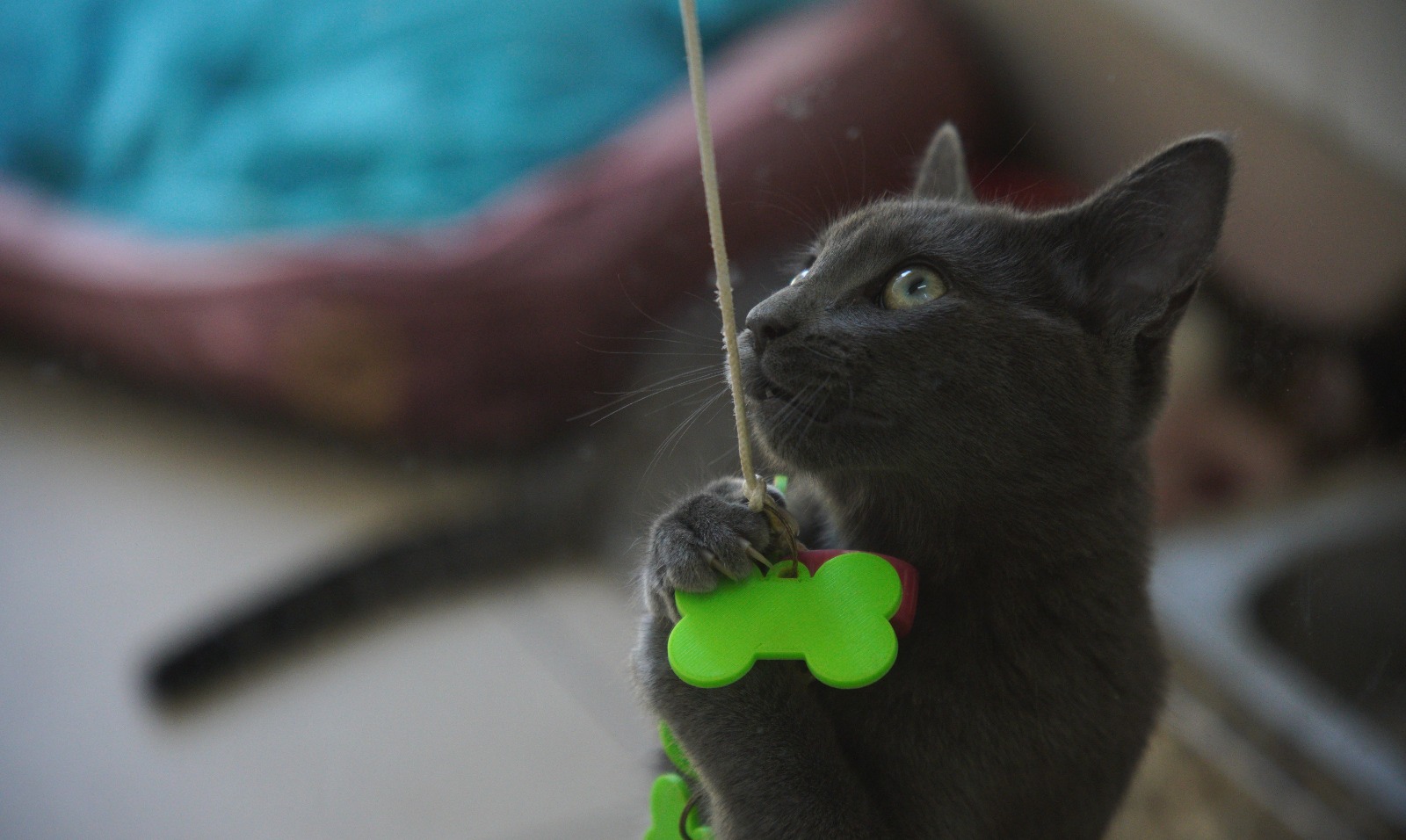A imagem mostra um gato cinza de pelo curto, com olhos verdes bem atentos, interagindo com um objeto pendurado por um barbante. O animal está em posição ereta, apoiado nas patas traseiras, enquanto segura o fio com as patas dianteiras e observa com curiosidade.  Preso ao barbante há um pequeno acessório em formato de osso, de cor verde vibrante, que chama a atenção e parece ser um brinquedo. O gato demonstra comportamento típico de brincadeira, com foco e interesse no movimento do objeto.