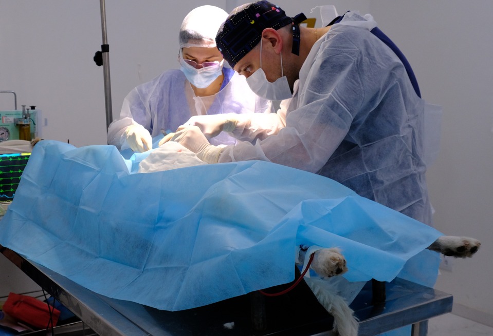 Dois profissionais veterinários, usando toucas, máscaras, luvas e aventais cirúrgicos, realizam um procedimento em um cão sobre uma mesa cirúrgica. O animal está coberto por um campo cirúrgico azul, com as patas traseiras visíveis. À esquerda, um monitor exibe sinais vitais, enquanto equipamentos hospitalares compõem o ambiente. A iluminação está concentrada na área do procedimento, destacando a atuação da equipe veterinária em um centro cirúrgico.