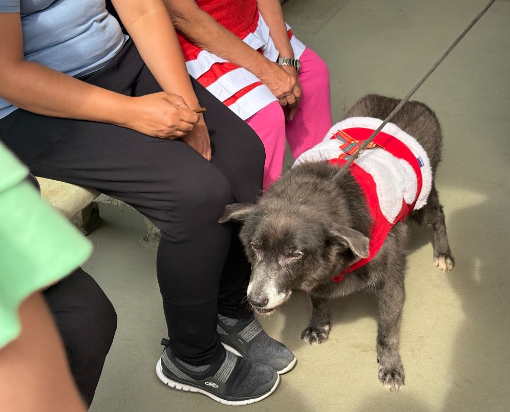 A imagem mostra a perna de duas pessoas sentadas à esquerda, uma está com calça e tênis preto e a outra com calça cor de rosa e blusa vermelha. Um cachorro idoso está parado perto das pernas delas. Ele está vestido com uma roupinha vermelha e branca. Ele é de médio porte e tem pêlos curtos acizentados.