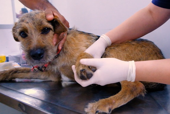 O ChatGPT disse: A imagem mostra um cachorro de pelagem marrom com pelos mais escuros nas costas, focinho e orelhas, sendo atendido em uma clínica veterinária. O animal está deitado sobre uma mesa de metal, típica de consultórios veterinários, e parece estar sendo examinado. Uma pessoa segura a cabeça do cão com delicadeza, enquanto outra, usando luvas brancas de procedimento, examina uma de suas patas dianteiras.