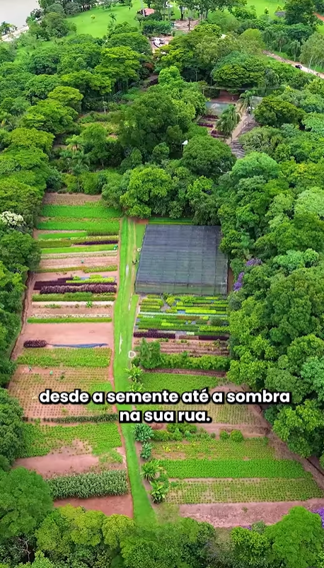 Mudas de árvores