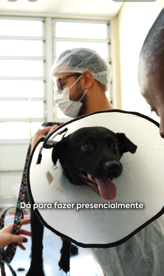 Em São Paulo, o serviço de castração é gratuito e oferecido pela Prefeitura