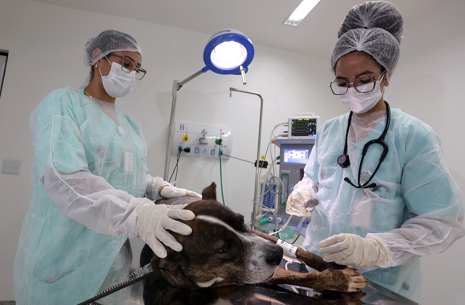 Rede de Hospitais Veterinários Públicos dobra atendimentos em quatro anos e ganha quinta unidade na capital