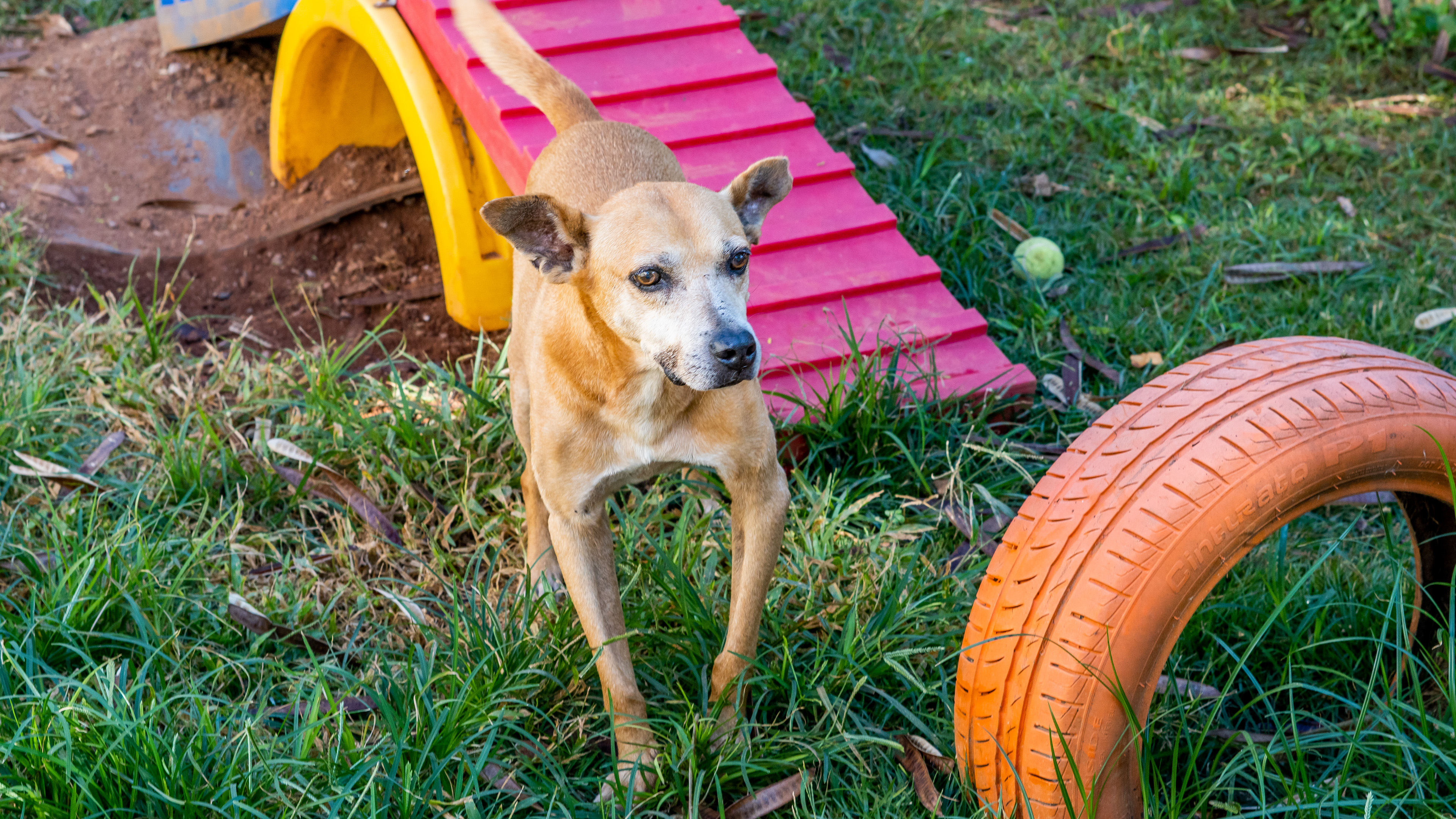 1146781-Animais para a Feira de Adoção