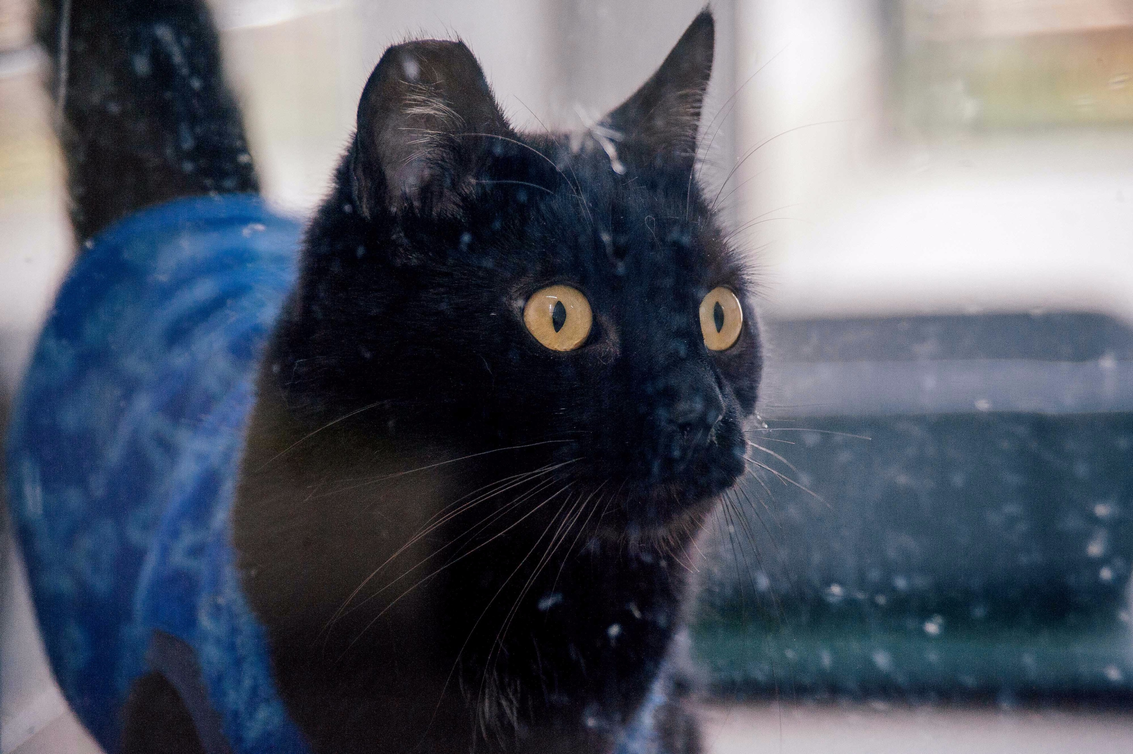 793360-Animais para Adoção . CCZ