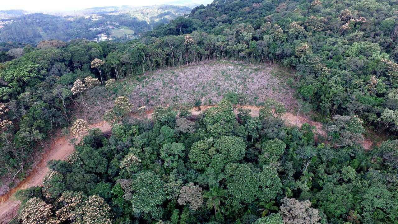 1057411-Operação da GCM flagra desmatamento ilegal na Zona Sul