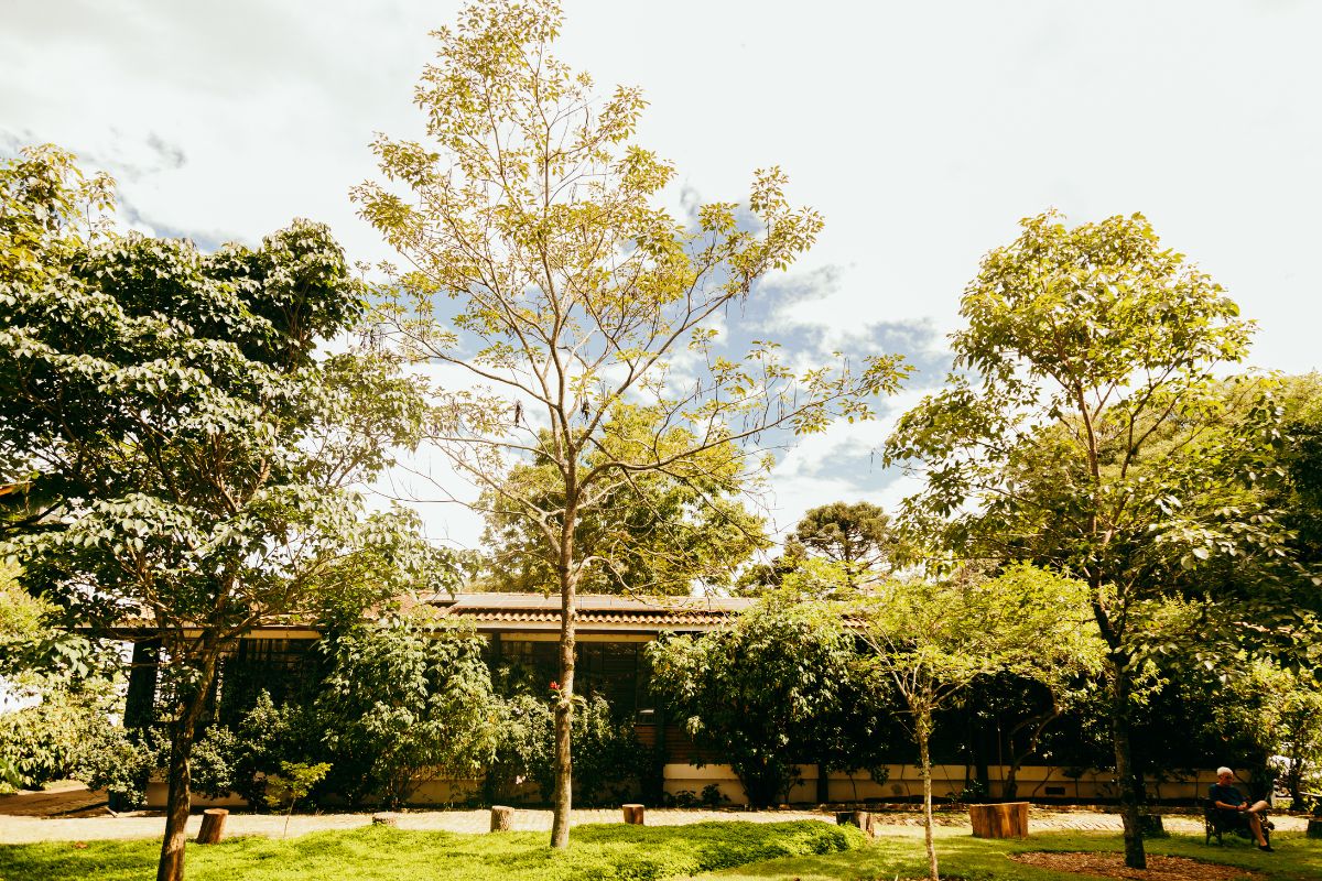 A foto mostra a fachada da UMAPAZ com um jardim, árvores e um prédio ao fundo. Uma árvore alta e fina está no centro, com folhas claras. À esquerda e à direita, árvores mais baixas e densas com folhas verdes. O prédio no fundo tem janelas e portas visíveis. O chão é gramado, com alguns bancos de madeira. Uma pessoa está sentada em um banco à direita. O céu tem nuvens brancas e manchas de azul.