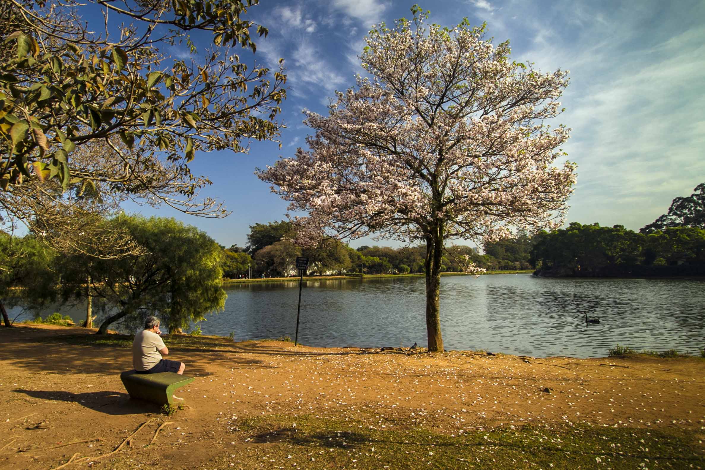 A imagem mostra um cenário tranquilo à beira do lago do Parque Ibirapuera, em São Paulo, em um dia claro e ensolarado. Um homem idoso está sentado sozinho em um banco curvado, voltado para a água, em um momento de contemplação silenciosa. À sua frente, um ipê-branco em plena floração se destaca com sua copa cheia de flores brancas, que também cobrem o chão ao redor da árvore, criando um tapete natural de pétalas. O lago está calmo, refletindo o céu azul com nuvens finas e esparsas. Um cisne negro nada serenamente próximo ao centro da imagem. Ao fundo, a vegetação é densa, com árvores de diferentes tons de verde que contrastam com a delicadeza das flores do ipê. As cores predominantes na imagem são o azul do céu, o verde das árvores, o branco das flores, o marrom da terra e o preto do cisne. A cena transmite serenidade, beleza natural e um convite à pausa.