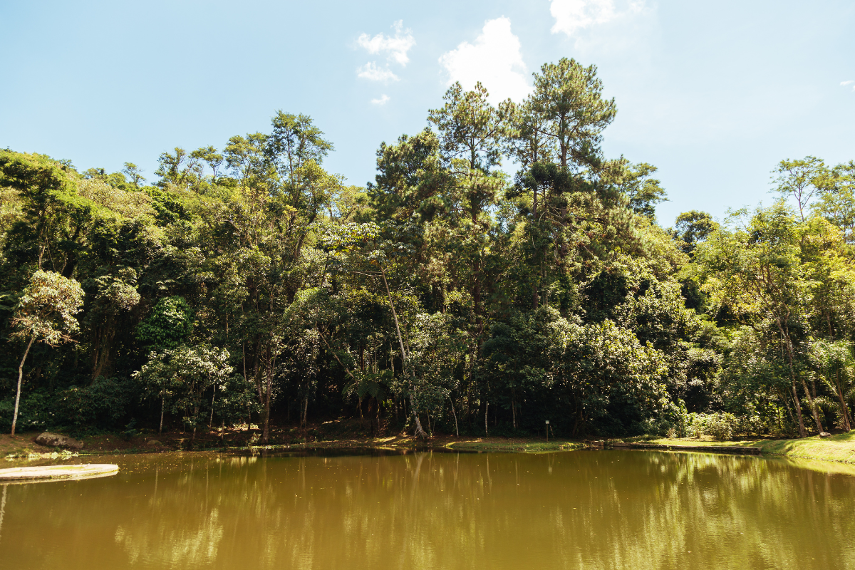 A imagem mostra uma paisagem natural com um lago em primeiro plano e uma densa mata ao fundo. A água do lago está tranquila, com tons de verde escuro e reflexos das árvores que a cercam. A floresta que margeia o lago é composta por árvores altas e copas fechadas, com diferentes tonalidades de verde, indo do mais claro ao mais escuro. Algumas árvores são finas e alongadas, enquanto outras possuem copas densas que sombreiam o solo. O céu está claro, com um azul suave e poucas nuvens brancas espalhadas, sugerindo um dia ensolarado. A composição transmite a sensação de tranquilidade e isolamento em meio à natureza preservada.