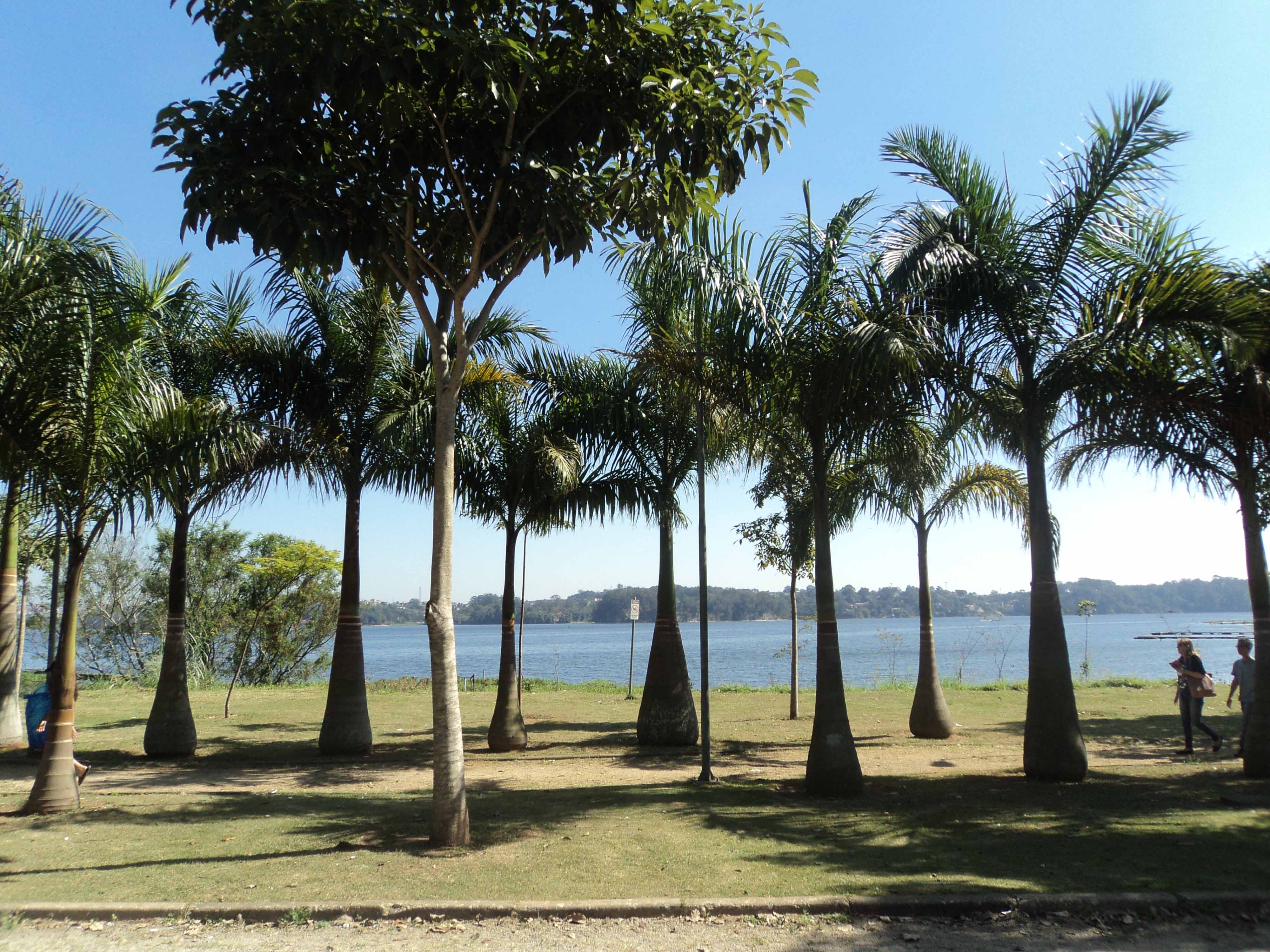 Imagem de palmeiras em um parque com um lago ao fundo
