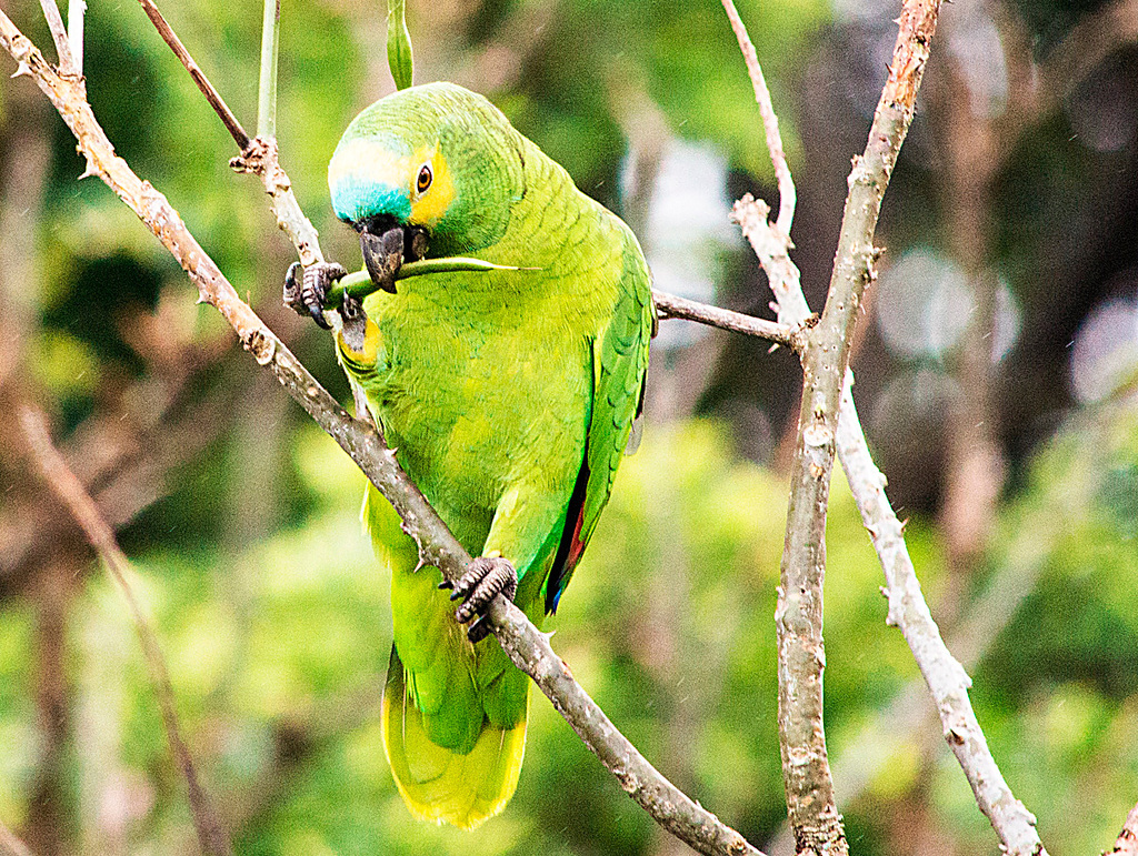 A foto mostra um papagaio verde em um galho. Ele segura algo com o bico. A ave tem penas amarelas na cabeça e um pouco de azul. O fundo é verde e desfocado.