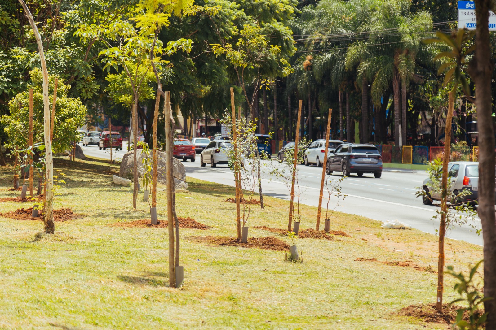 A imagem mostra uma área verde ao lado de uma avenida movimentada, onde foram plantadas novas árvores. As mudas estão protegidas por suportes de madeira e tubos plásticos na base para auxiliar no crescimento. O solo ao redor delas foi recentemente revolvido, indicando um esforço de arborização. Ao fundo, há diversos carros circulando pela via, além de árvores mais desenvolvidas e uma placa de trânsito azul. A cena destaca a importância da arborização urbana para a melhoria do ambiente e da qualidade de vida na cidade.