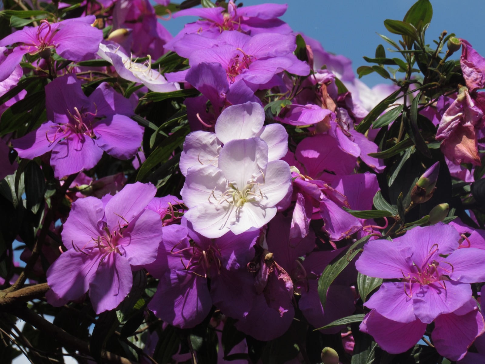A imagem mostra um conjunto de flores roxas e algumas brancas no centro, pertencentes a uma árvore ou arbusto florido. Essas flores parecem ser da espécie Pleroma Pulchra, conhecida popularmente como manaca-da-serra, uma planta nativa do Brasil muito utilizada na arborização urbana devido à sua beleza e resistência. O fundo azul do céu realça ainda mais as cores vibrantes das pétalas