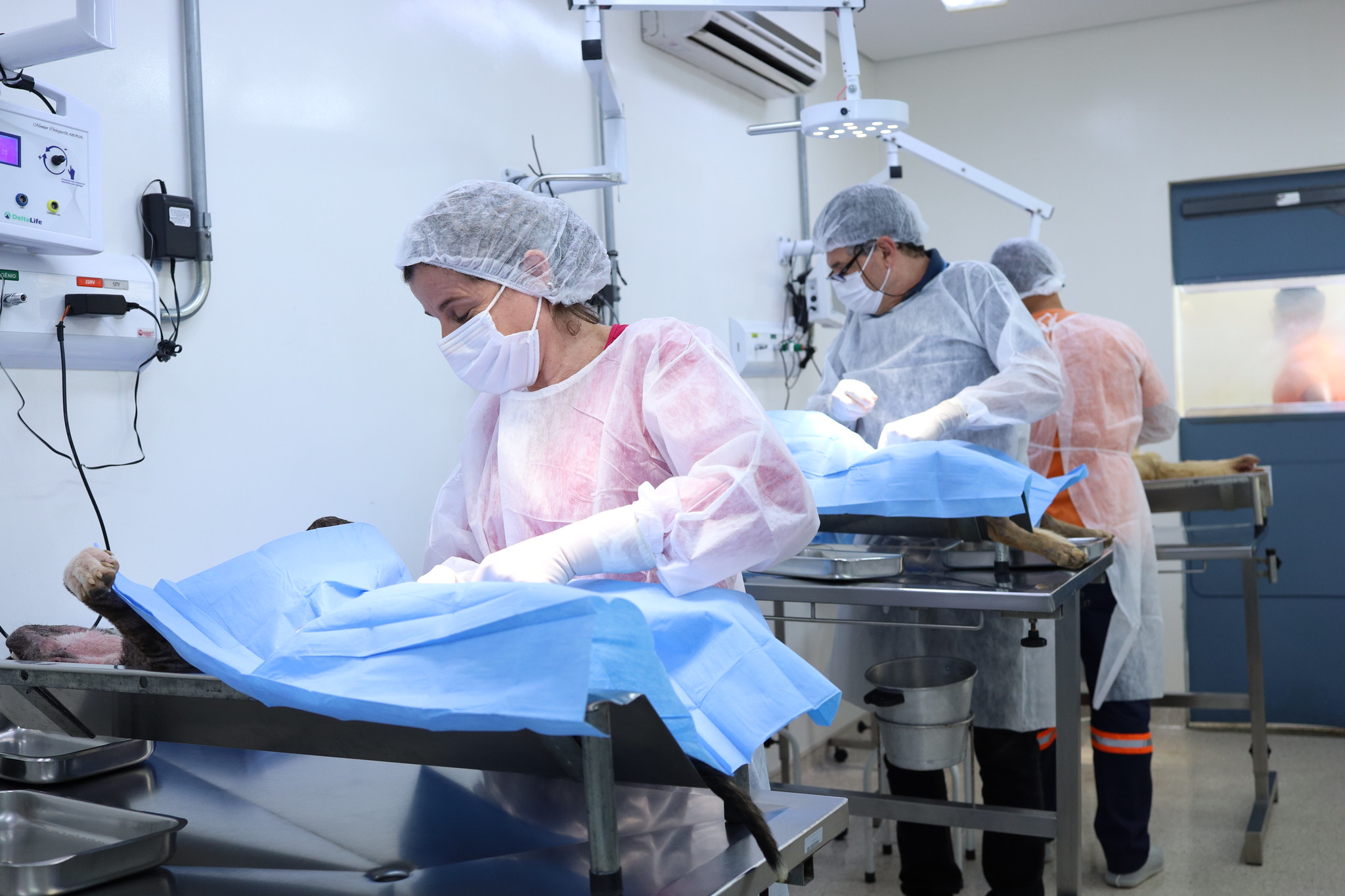 Com a ampliação dos serviços de castração, o município reforça o compromisso com o controle populacional ético e o bem-estar de cães e gatos (Acervo/Ascom)