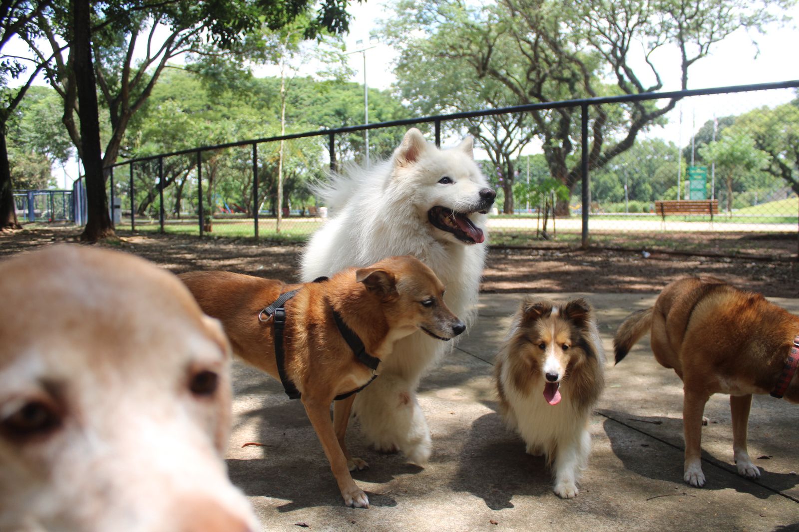 Na imagem, cachorros frequentando o cachorródromos.