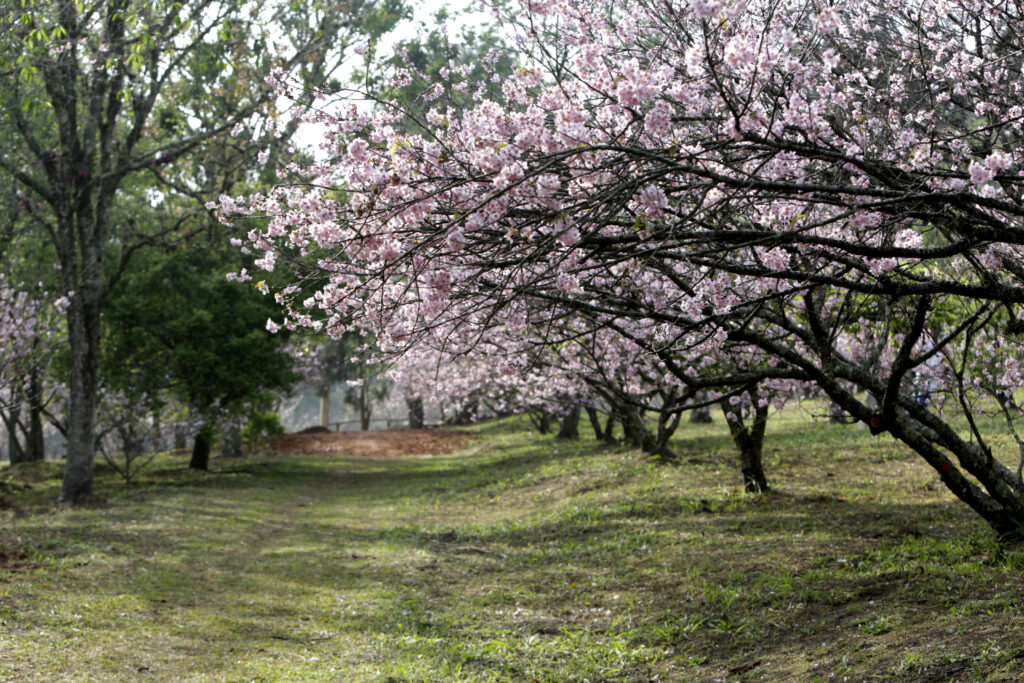 otografia colorida em plano médio e ângulo normal, tirada ao ar livre em um dia ensolarado.  Em primeiro plano, o gramado verde e bem iluminado serve de cenário para diversas pessoas espalhadas por um parque repleto de cerejeiras em plena floração.  À esquerda: Uma menina sorridente, vestindo blusa branca e shorts jeans, faz um sinal de "paz e amor" com as duas mãos, posando logo abaixo dos galhos de uma grande cerejeira. Perto dela, um garoto de camiseta camuflada escura e um homem de camiseta azul observam a movimentação.  Ao centro e à direita: Grupos de pessoas passeiam e conversam. Duas jovens de costas conversam perto de um rapaz com camiseta branca e bermuda cinza. Mais à direita, um casal caminha junto, e outras pessoas aparecem dispersas ao fundo.  O grande destaque da imagem são as copas das cerejeiras, que formam um teto natural densamente coberto por flores em tons de rosa-claro. Os galhos escuros e retorcidos contrastam com a delicadeza das flores e o verde intenso da grama.  Ao fundo, a linha de árvores se estende, revelando mais visitantes do parque sob um céu azul límpido e sem nuvens.
