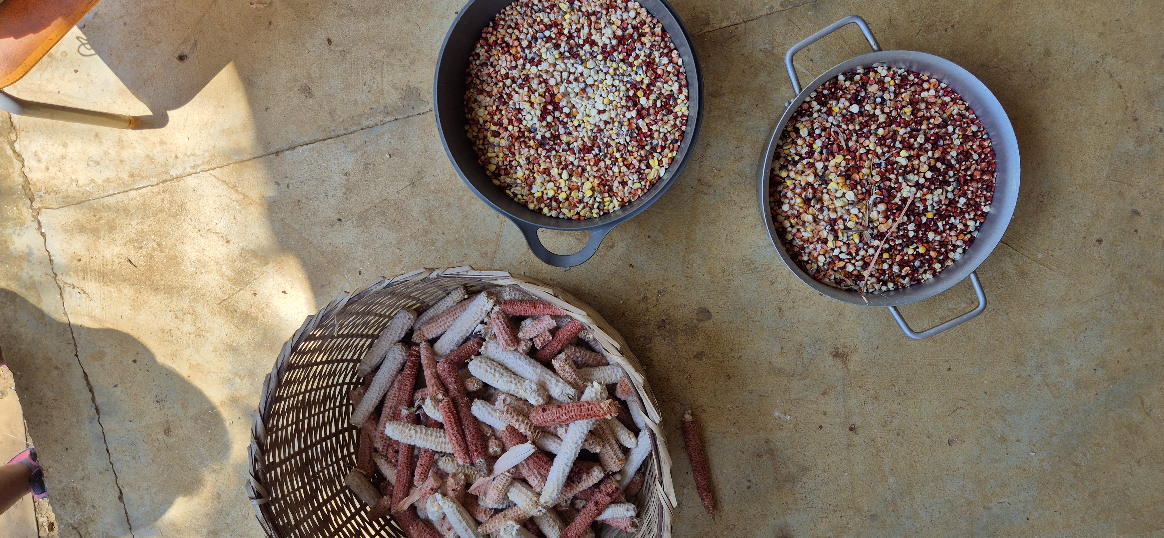 Uma cesta de palha com espigas de milho verde e duas panelas de aço com sementes do milho, estão dispostas no chão para foto. 
