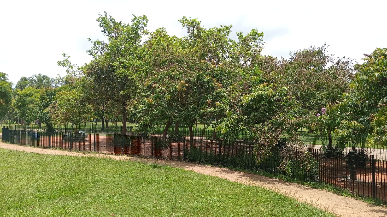 Árvores verde ao fundo, ao redor do cachorródromo. 