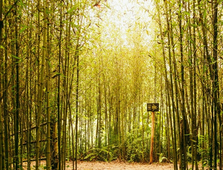 A imagem mostra um caminho em meio a uma densa floresta de bambus. Os caules são altos, finos e estão muito próximos uns dos outros, criando uma espécie de túnel natural. A luz do sol atravessa as folhas verdes e amareladas no topo, iluminando suavemente o chão coberto por folhas secas. À direita do caminho, há uma pequena placa de madeira num poste, com caracteres asiáticos (possivelmente em chinês ou japonês) e uma seta indicando uma direção. A atmosfera é tranquila e acolhedora, com uma sensação de natureza intocada
