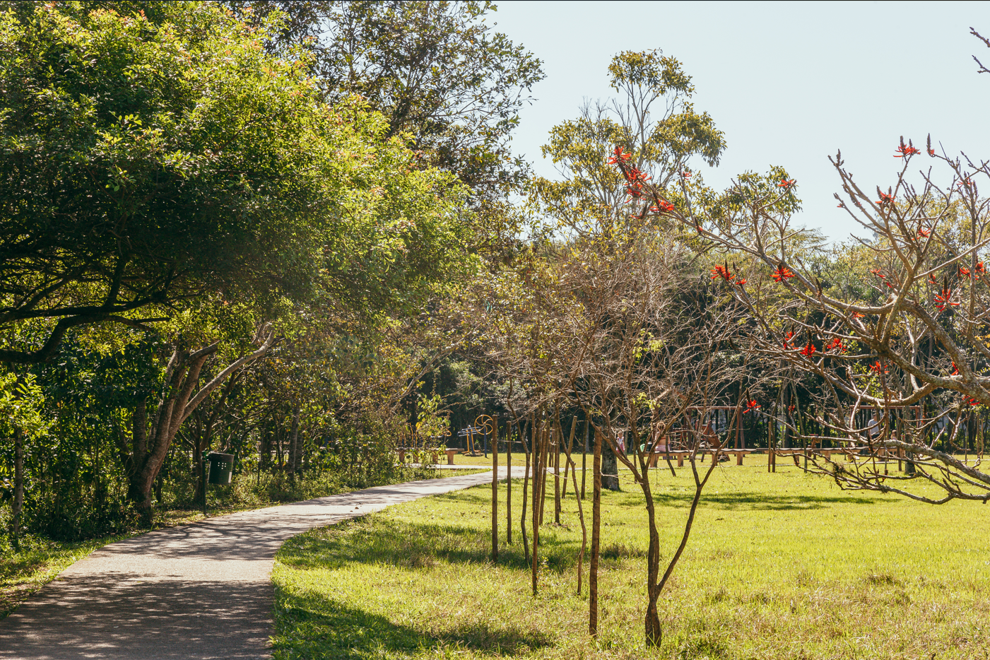A imagem mostra uma área verde bem cuidada, com um caminho pavimentado sinuoso que atravessa o parque. À esquerda, árvores altas fornecem sombra sobre parte da trilha, enquanto à direita, há árvores mais jovens, algumas ainda com suporte de tutores — sinal de plantio recente. No canto direito, destaca-se uma árvore florida com inflorescências vermelhas, possivelmente uma Erythrina speciosa (mulungu), bastante usada em paisagismo urbano por sua beleza e contribuição ecológica.  Ao fundo, nota-se a presença de um espaço com equipamentos de ginástica ou lazer, sugerindo um parque público voltado ao convívio e à atividade física. O gramado está verde e bem mantido, reforçando o aspecto de cuidado com o espaço.  Essa cena exemplifica ações de arborização urbana e requalificação ambiental, alinhadas às políticas de sustentabilidade e bem-estar urbano promovidas pela Prefeitura de São Paulo.