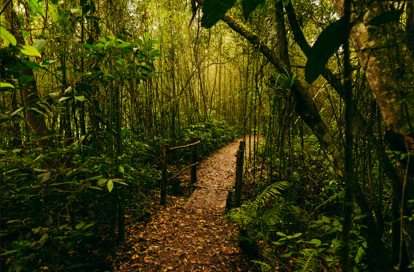 Imagem de uma trilha estreita em meio a uma floresta densa e úmida. O caminho de terra, coberto por folhas secas em tons de marrom e cobre, segue ao centro da cena e passa por uma pequena ponte rústica de madeira. A vegetação ao redor é abundante, com árvores altas, bambus finos e folhagens em diferentes tons de verde, do musgo escuro ao verde-claro iluminado pelo sol. A luz dourada atravessa as copas das árvores ao fundo, criando um contraste entre áreas iluminadas em amarelo-esverdeado e sombras profundas espalhadas pela mata.