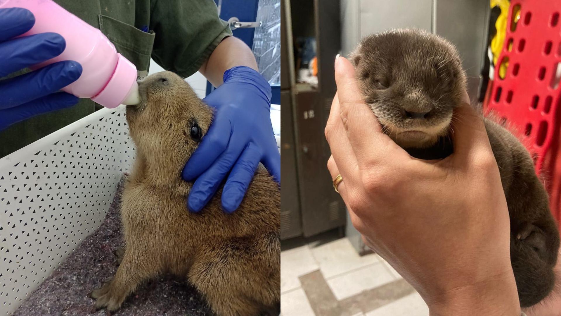 Montagem com duas imagens. À esquerda, uma capivara filhote é alimentada com mamadeira por uma pessoa usando luvas azuis. À direita, uma lontra bebê é segurada com cuidado por mãos humanas, com olhos semicerrados e expressão serena.