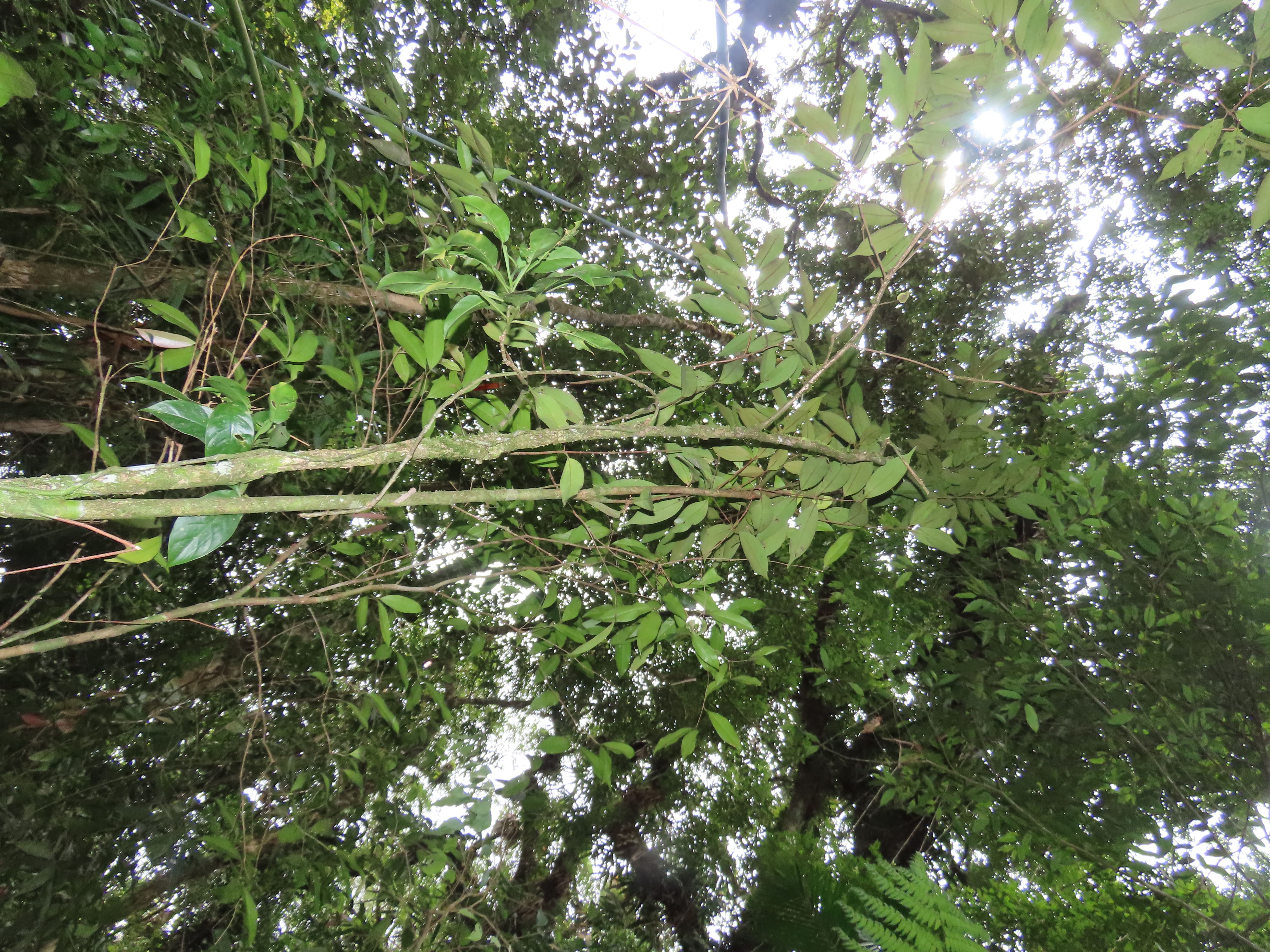 Foto da Um dos cinco exemplares da árvore descobertos em Marsilac, na zona sul da capital; (2) Fruto maduro da planta
