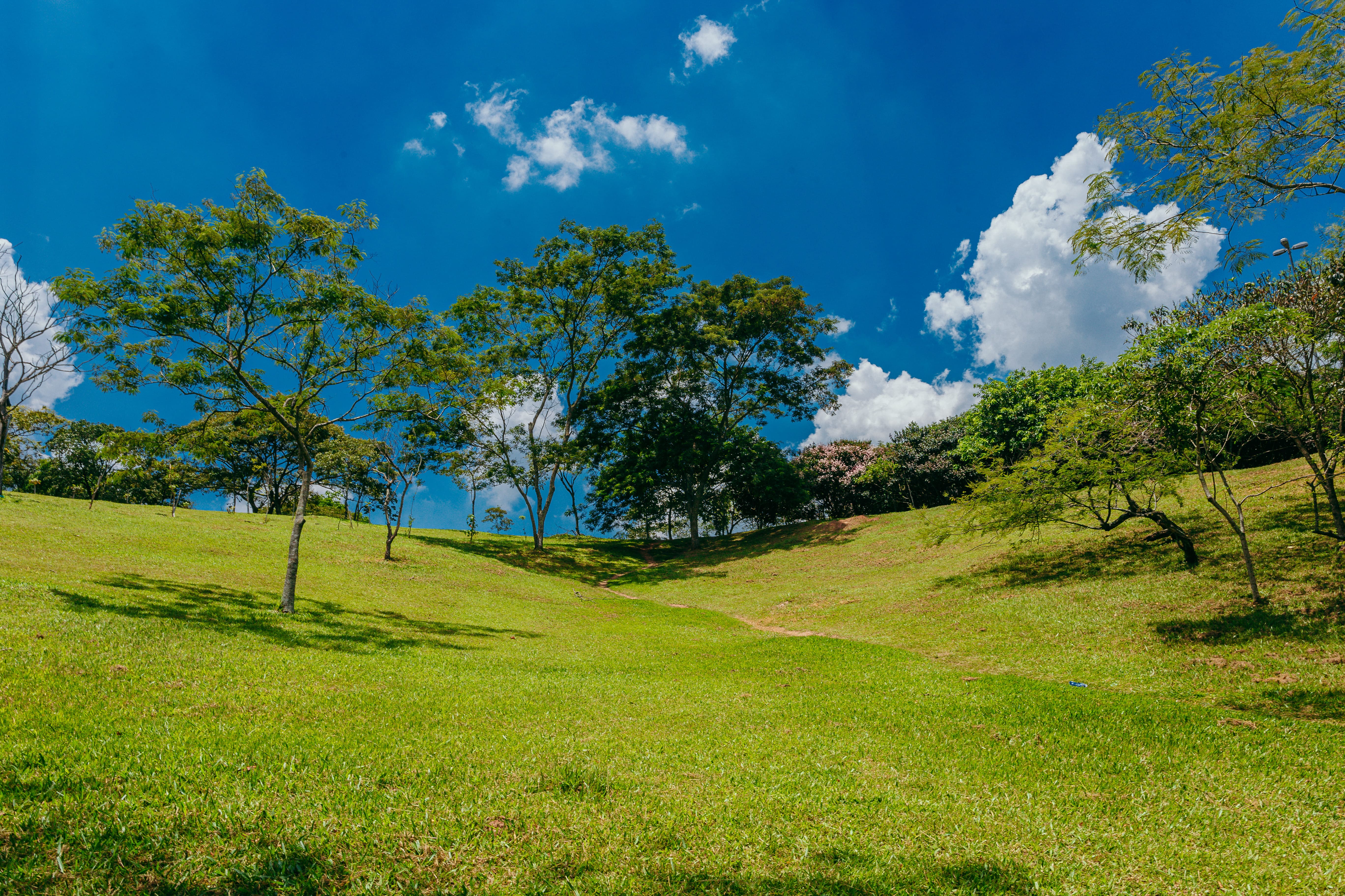 Imagem do Parque do Carmo, uma área verde com diversas árvores e grama, e com céu aberto.