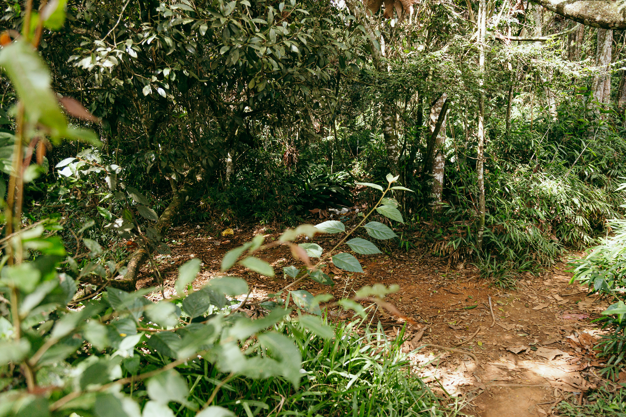 Trilha de terra em meio a vegetação densa, com árvores, arbustos e folhas verdes formando um ambiente natural sombreado.
