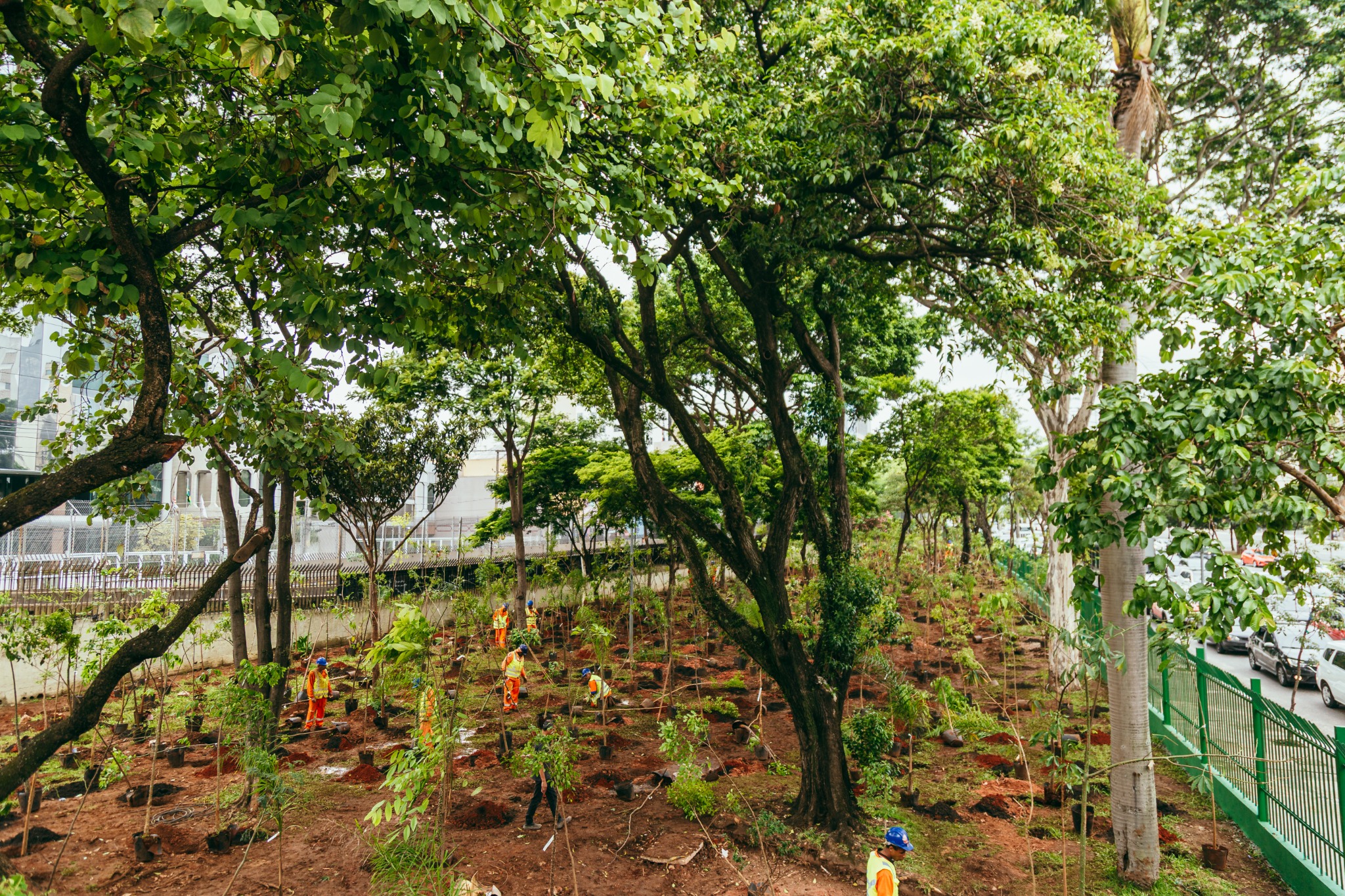 Fotografia colorida de uma área verde urbana em processo de reflorestamento. Em primeiro plano e ao centro da imagem, destacam-se árvores de grande porte com troncos escuros e copas amplas, formando uma cobertura densa de folhas em diferentes tons de verde. No solo, de coloração marrom-avermelhada, estão distribuídas dezenas de mudas recém-plantadas, além de covas abertas e recipientes utilizados no plantio.  Ao longo da área, diversos trabalhadores realizam atividades de arborização. Eles usam uniformes laranja com faixas refletivas prateadas e capacetes azuis, criando um contraste marcante com a vegetação. Ao fundo, aparecem edificações em tons claros e, à direita, uma grade metálica verde que separa o bosque de uma rua onde há veículos estacionados. A imagem transmite a dimensão do plantio e o esforço coletivo para ampliar a cobertura vegetal em um ambiente urbano.