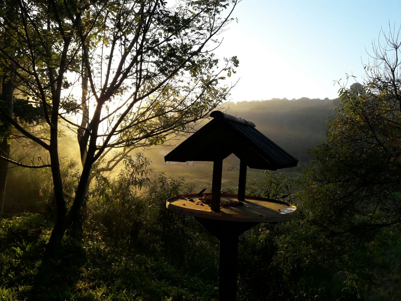 A imagem mostra uma cena natural ao amanhecer, com luz dourada do sol atravessando árvores e criando um efeito de névoa suave no fundo. As cores predominantes são tons de verde das folhas e da vegetação, misturados com amarelo e dourado da luz solar. No canto direito, há silhuetas de galhos finos.  Em primeiro plano, aparece um comedouro para aves em madeira escura, com telhado inclinado também em tom escuro, contrastando com a luminosidade ao fundo. O céu no topo direito tem um degradê suave que vai do azul-claro ao branco próximo ao horizonte. Ao fundo, observa-se uma linha de árvores em tom esverdeado-escuro, parcialmente cobertas pela névoa dourada.