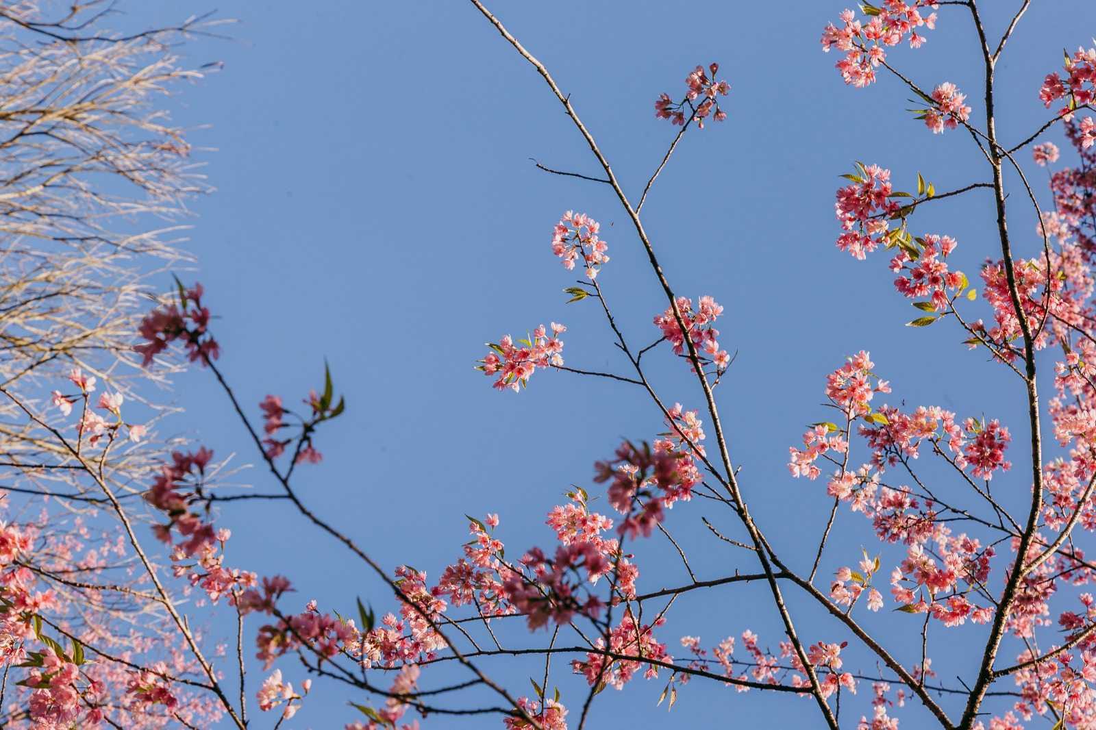 Essa imagem mostra galhos de uma árvore florada de cerejeira (provavelmente do tipo sakura), com flores em tons de rosa suave contrastando com o céu azul límpido. A cena transmite uma atmosfera de leveza e contemplação, típica do inverno paulistano — estação em que a florada dessas árvores atinge seu ápice.  A cerejeira, símbolo de renovação e efemeridade, tem ganhado destaque em áreas verdes da cidade de São Paulo, especialmente em parques e avenidas arborizadas, como parte dos esforços de valorização da biodiversidade urbana promovidos pela Secretaria do Verde e do Meio Ambiente.