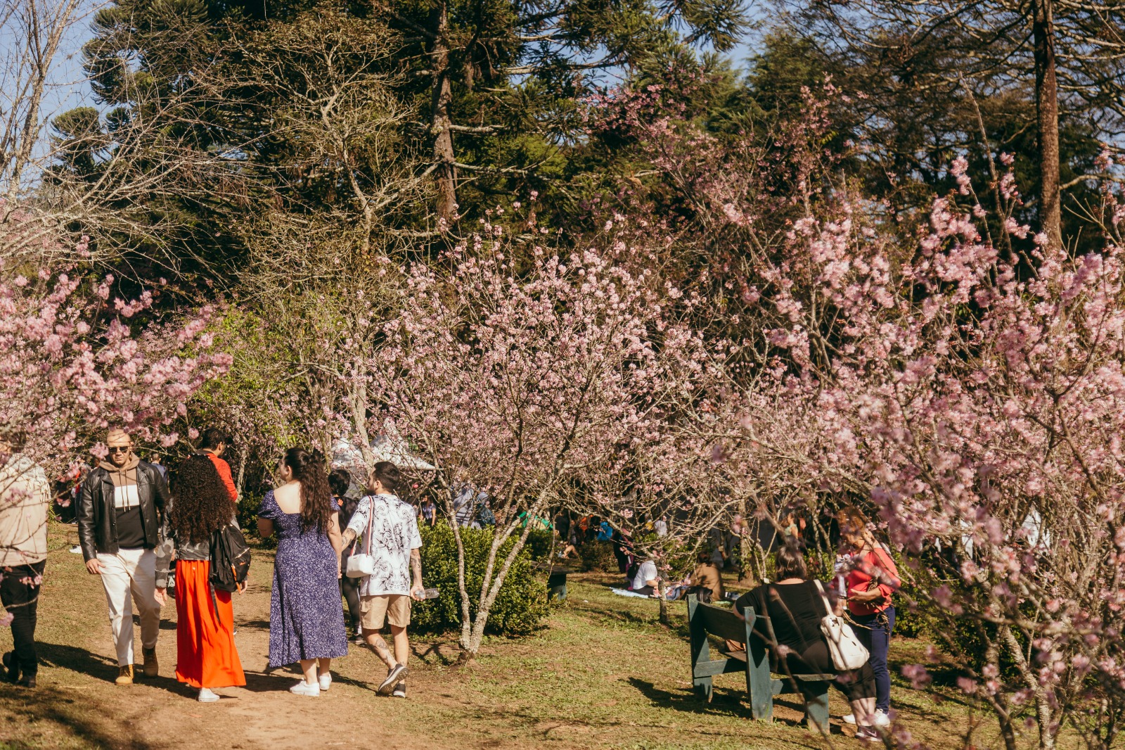 Pessoas caminham por um parque arborizado com diversas cerejeiras floridas, cujas flores cor-de-rosa dominam a paisagem. O caminho de terra é ladeado por árvores e vegetação, com visitantes apreciando o cenário e tirando fotos. Algumas pessoas estão sentadas em bancos, conversando ou observando o movimento. Ao fundo, há mais árvores e grupos reunidos sobre a grama em um clima de passeio e contemplação.