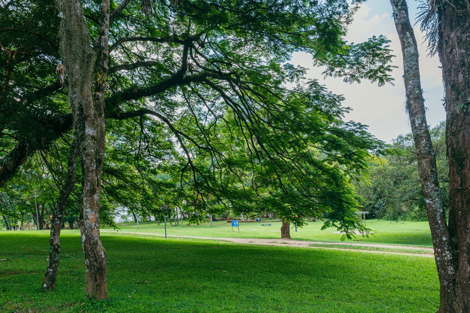 Parque arborizado com grama verde, grandes árvores de galhos estendidos e equipamentos de ginástica ao fundo, em um dia claro. Caminho de terra corta a paisagem.