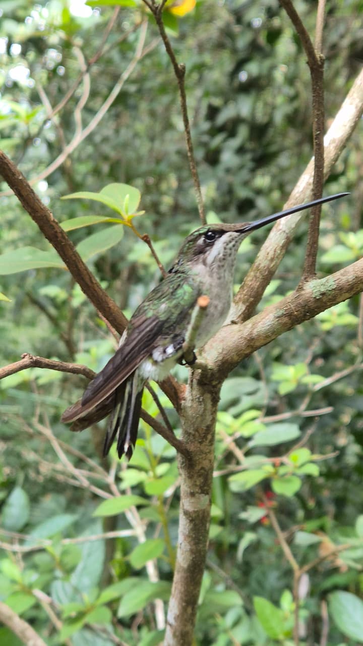 Imagem mostra o beija-flor bico-reto-de-banda-branca pousado em um galho fino, em meio à vegetação densa. A ave apresenta bico longo e reto, plumagem predominantemente verde nas partes superiores e região inferior mais clara, com garganta esbranquiçada. Destaca-se a faixa branca na face, característica da espécie. As asas estão dobradas ao lado do corpo e a cauda é escura. Ao fundo, há folhas e ramos desfocados, indicando ambiente de mata ou bosque.