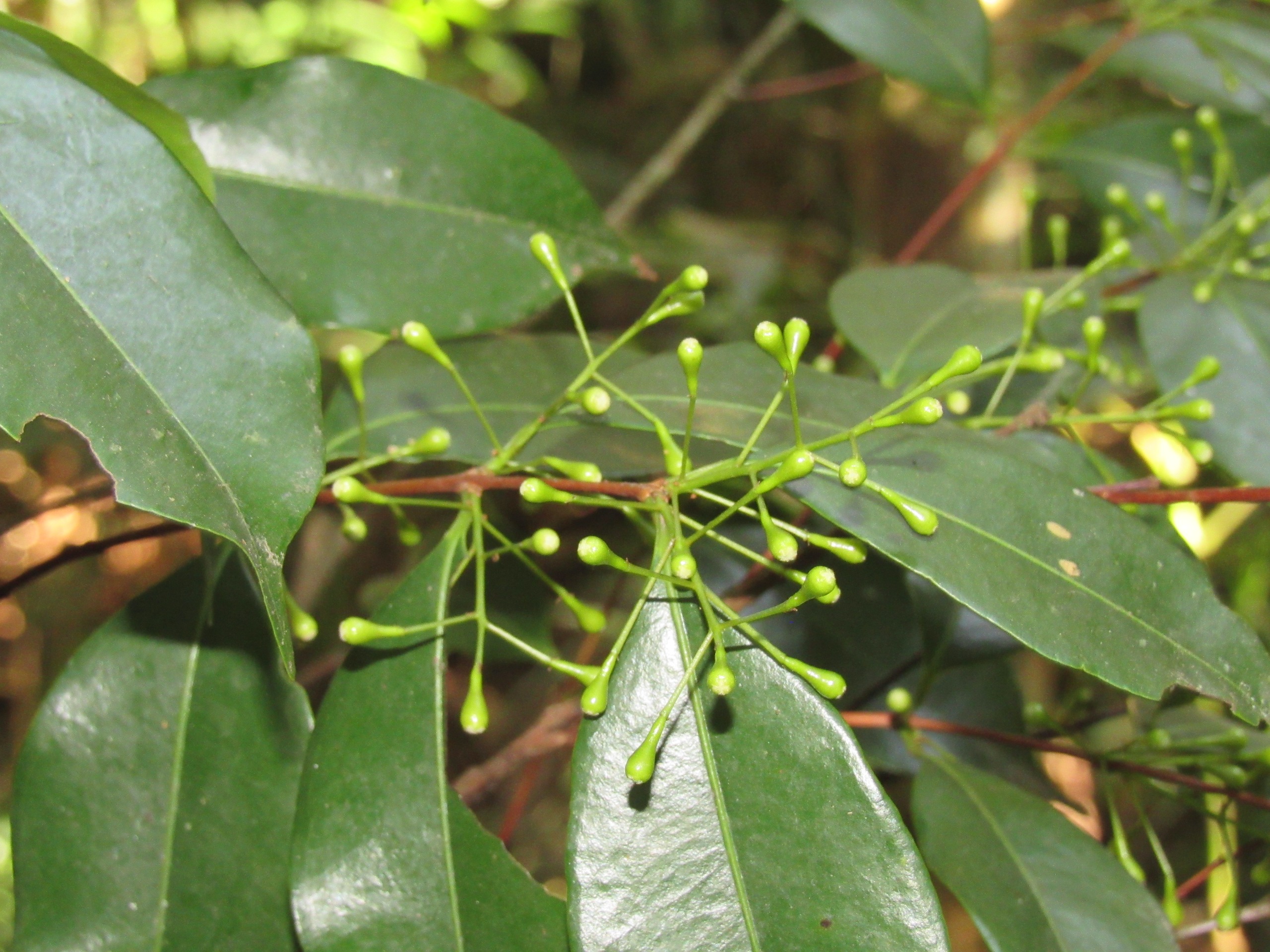 Imagem em close de um ramo de planta em ambiente natural, com folhas largas, lisas e brilhantes em tons de verde-escuro e verde-oliva, iluminadas pela luz do sol. No centro da fotografia aparece uma inflorescência formada por vários pedúnculos finos de cor verde-clara que se ramificam como pequenos fios, cada um terminando em botões arredondados e alongados de coloração verde-viva. O galho principal é fino e apresenta tonalidade marrom-avermelhada. Ao fundo, a vegetação aparece desfocada, criando um efeito de profundidade com manchas de verde e amarelo da luz filtrada entre as folhas, destacando a planta em primeiro plano e evidenciando o contraste entre os botões verde-claro, as folhas verde-escuras e os ramos em tons de marrom.