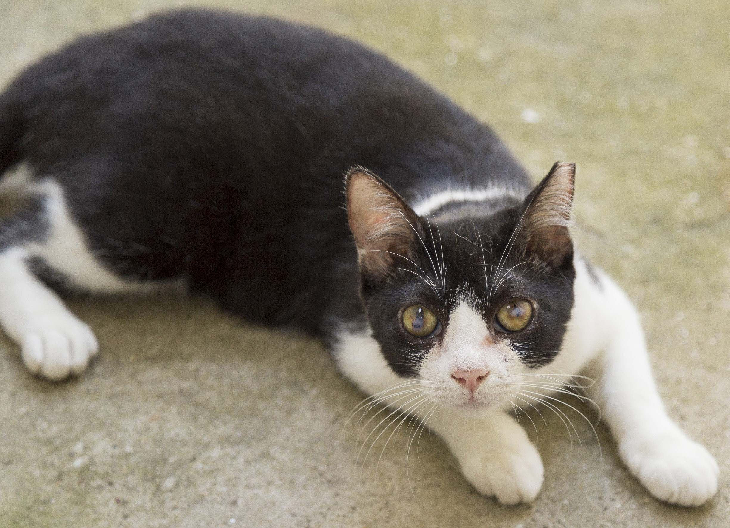 #PraCegoVer: Bonfim é um gato de pelagem preta com manchas brancas, possui os olhos verdes e está deitado olhando para frente.