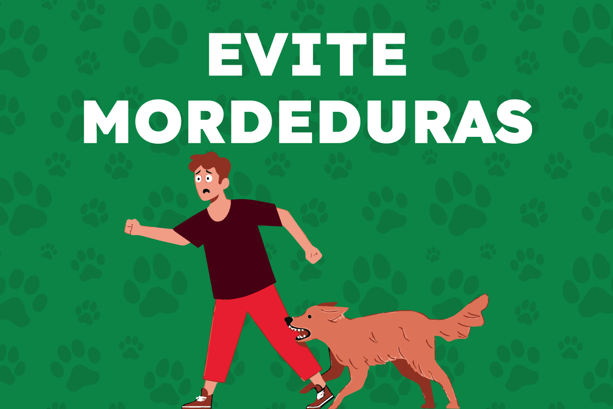Pra Todos Verem: Banner com fundo verde e estampas de pegadas de patas. No centro, o texto “EVITE MORDEDURAS” em letras brancas e grandes. Na parte inferior, aparece a ilustração de uma pessoa ao lado de um cão marrom em uma cena que representa o risco de mordida. A arte tem caráter educativo e orienta sobre a prevenção de acidentes envolvendo animais.