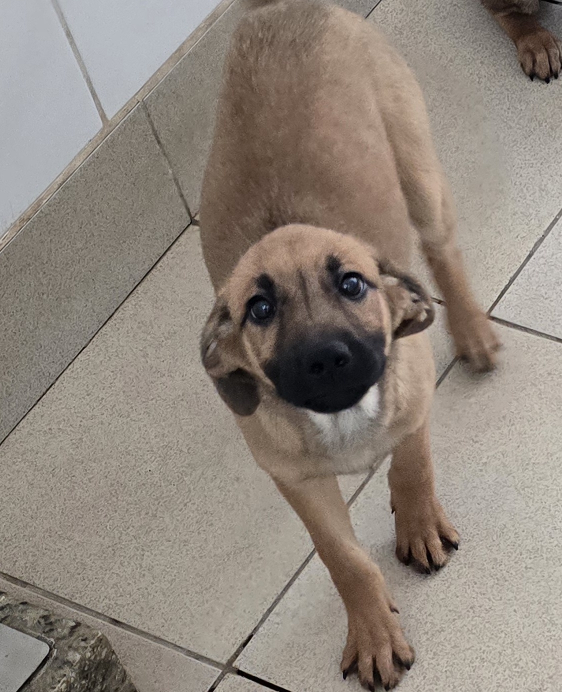 #PraCegoVer: Cebolinha é um cachorro de pelagem marrom com manchas pretas, possui olhos marrons e está em pé olhando para cima. 