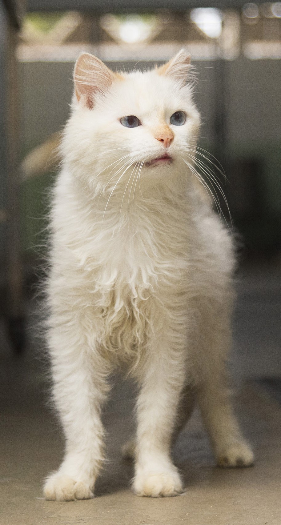 #PraCegoVer: Clarinha é uma gata com pelagem totalmente branca, olhos da cor azul e está em pé olhando para o lado.