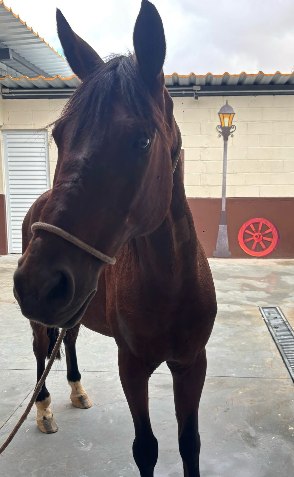 #PraCegoVer: Frederico é um cavalo de pelagem marrom com manchas brancas nas patas traseiras, ele está em pé olhando para frente.  