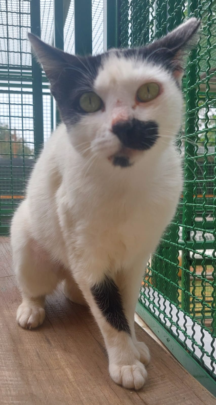 #PraCegoVer: Gleyce é uma gata de pelagem branca com manchas pretas, possui olhos verdes está sentada olhando para frente.