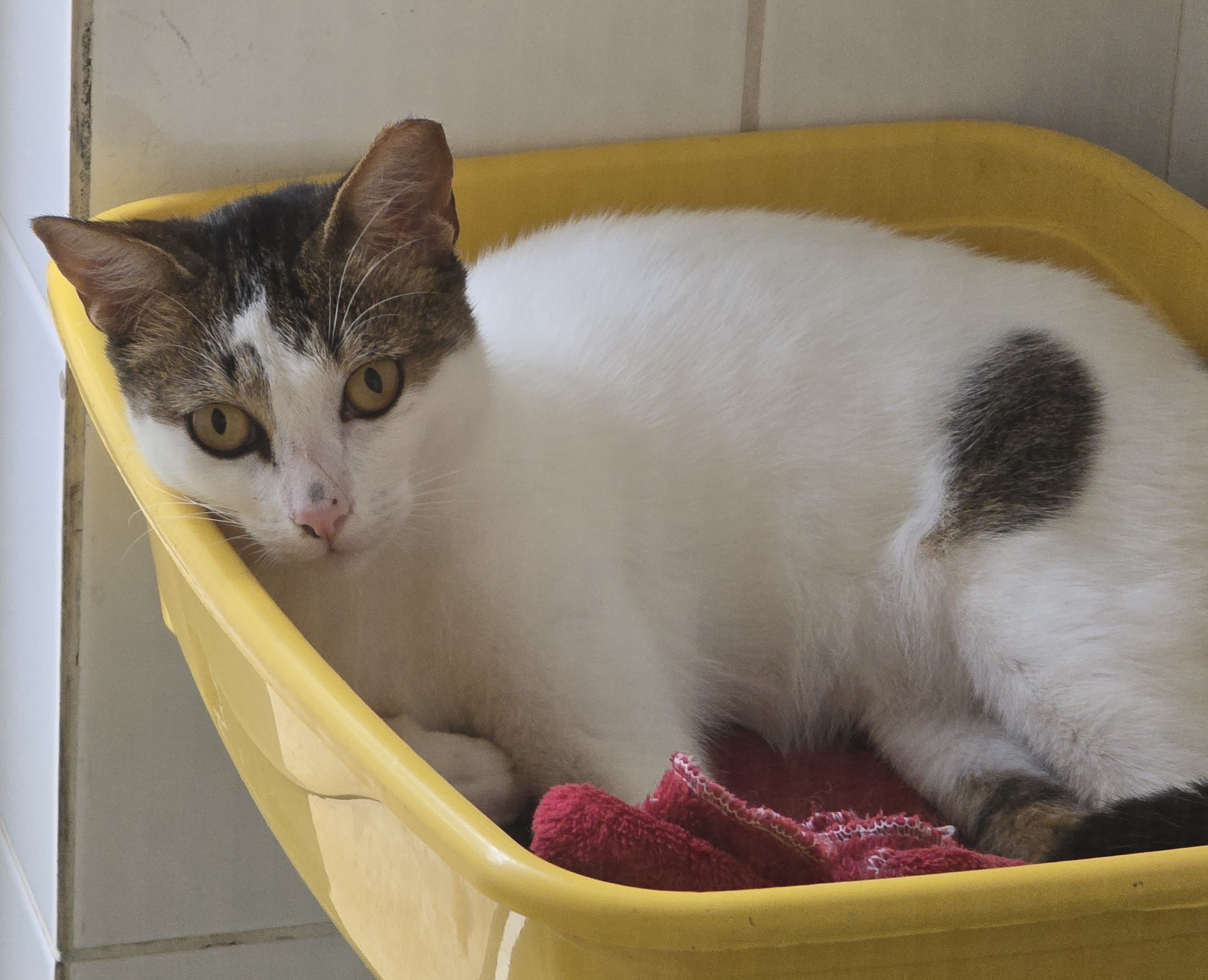 #PraCegoVer: Jonas é um gato de pelagem branca com manchas marrons, olhos amarelos e está deitado olhando para frente.