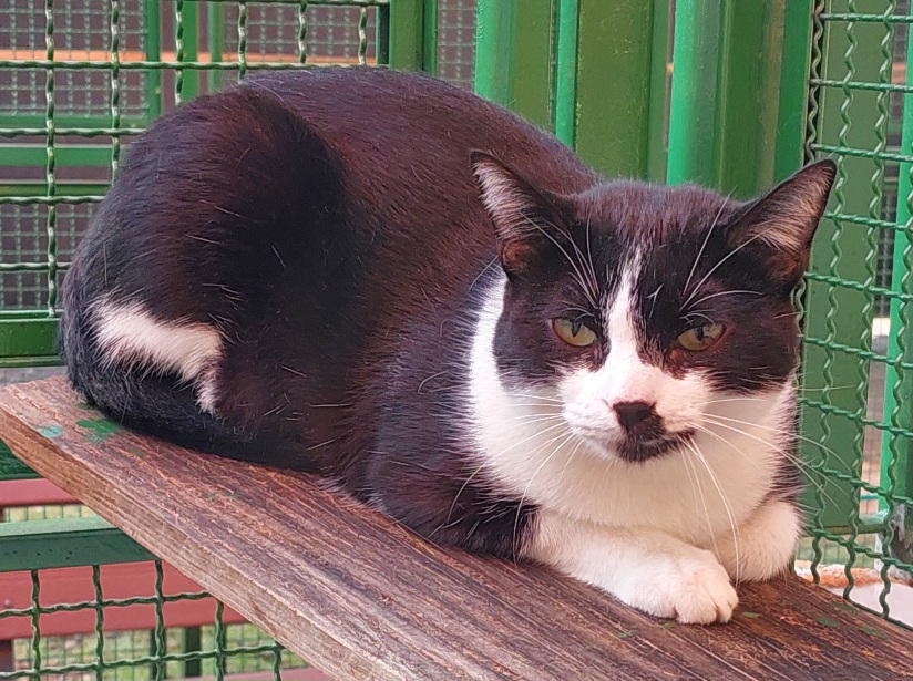 #PraCegoVer: Juruna é uma gata de pelagem preta com manchas brancas, possui olhos verdes e está deitada olhando para frente.
