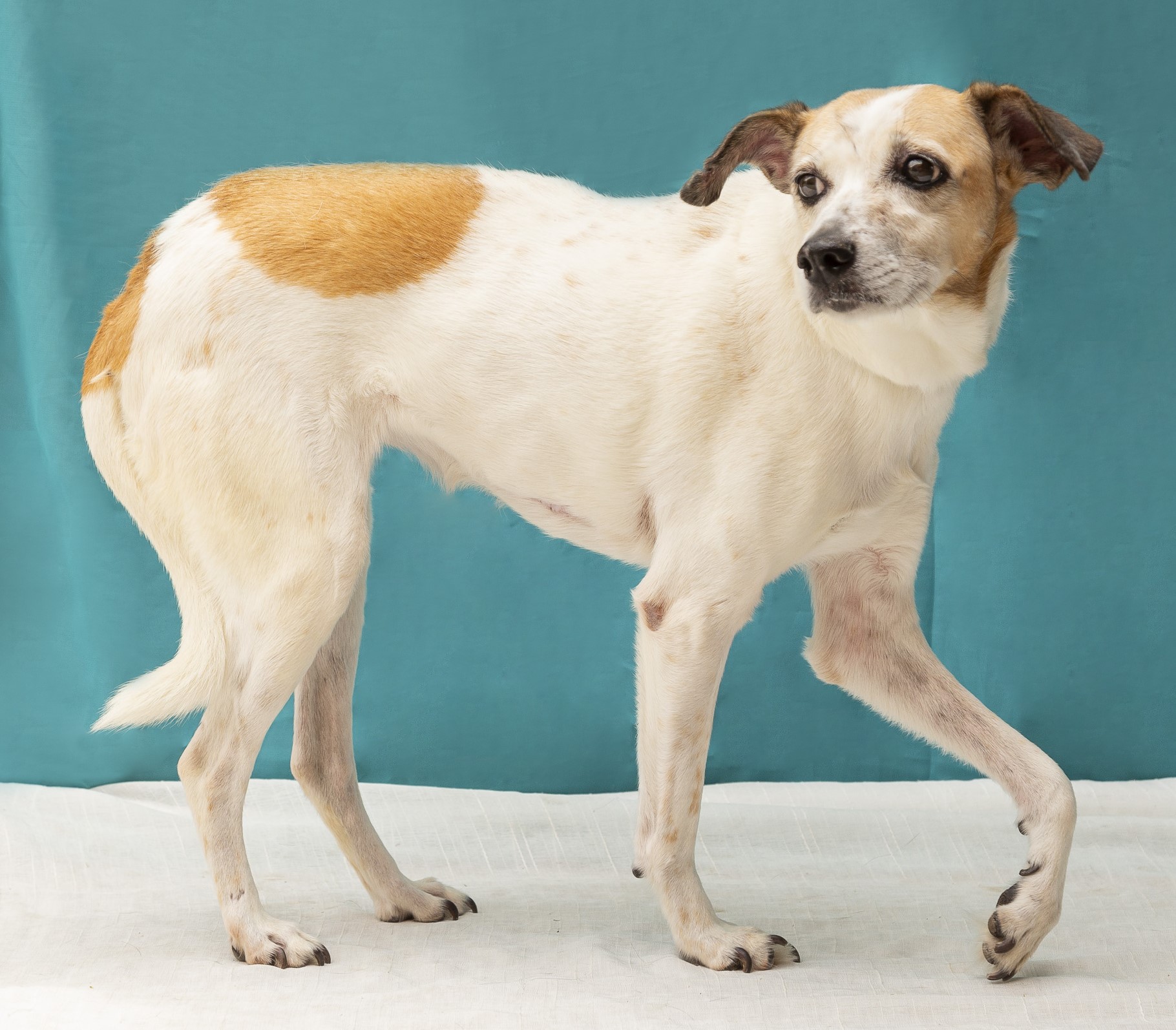 #PraCegoVer: Laica é uma cachorra de pelagem branca com manchas marrons, olhos pretos e está em pé olhando para o lado.
