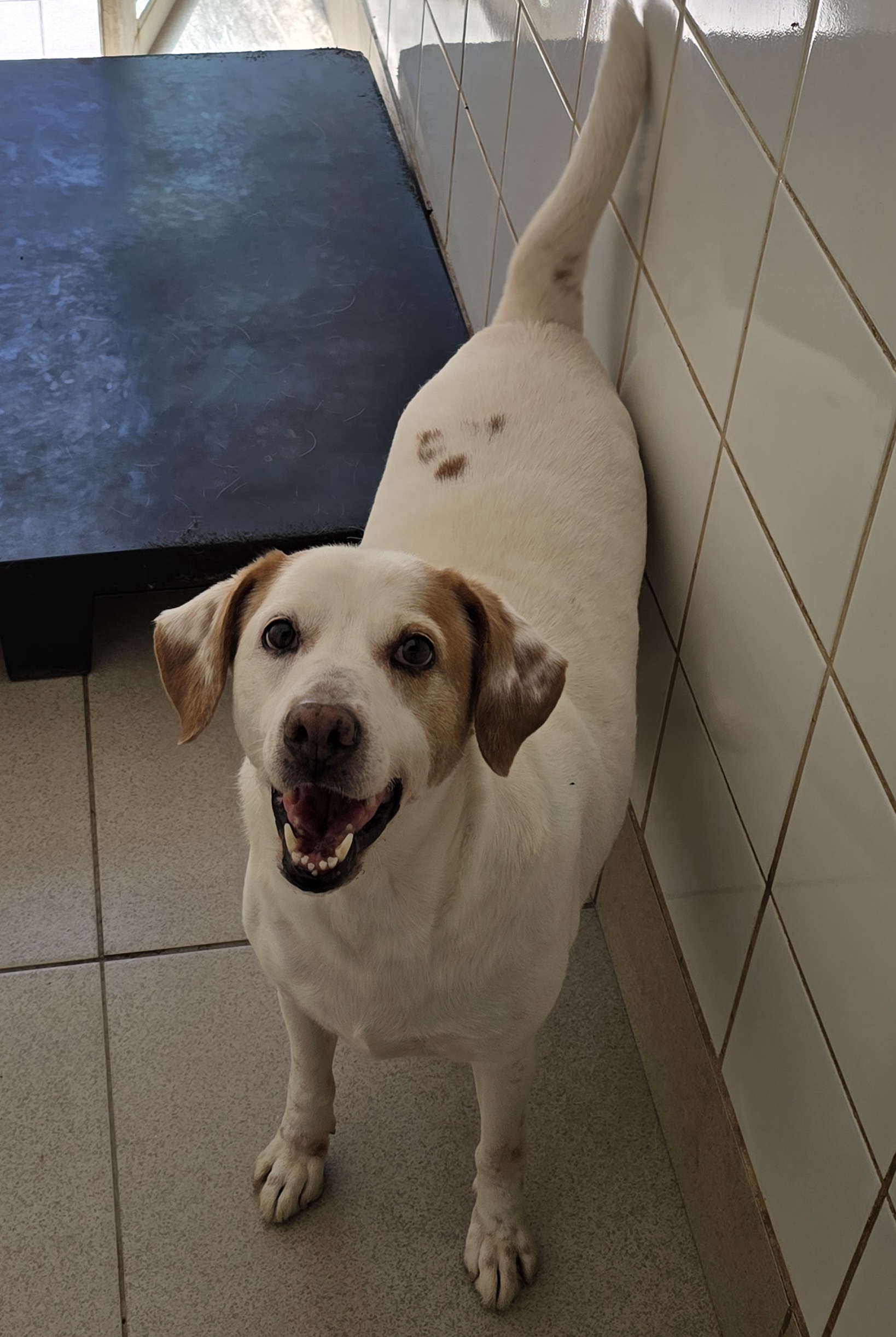#PraCegoVer: Leonan é um  cachorro de pelagem branca com manchas marrons, possui olhos marrons e está em pé olhando para cima. 