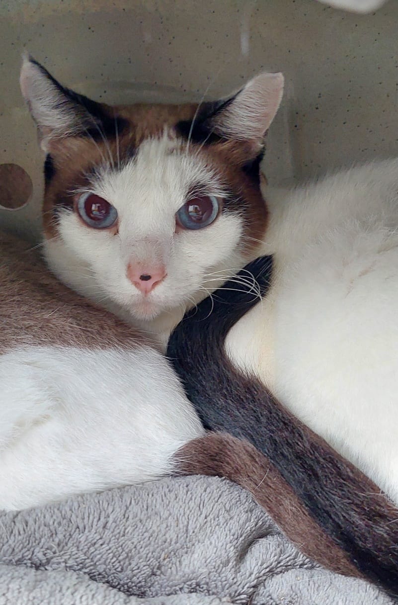 #PraCegoVer: Lica é uma gata de pelagem branca com manchas marrons e pretas, possui os olhos azuis e está deitada olhando para frente.