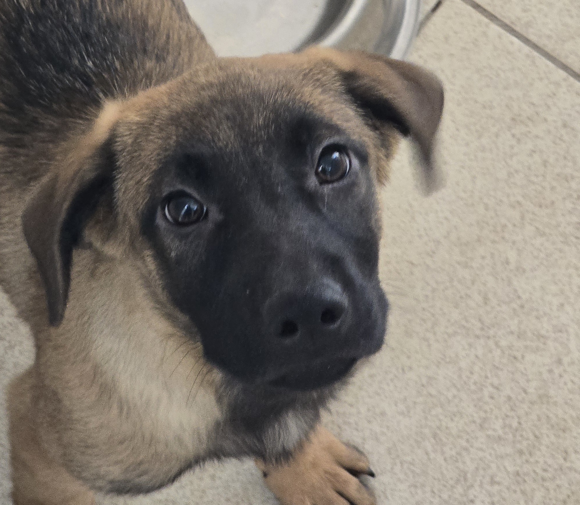 #PraCegoVer: Magali é uma cachorra de pelagem marrom com manchas pretas, possui olhos marrons e está em pé olhando para cima. 