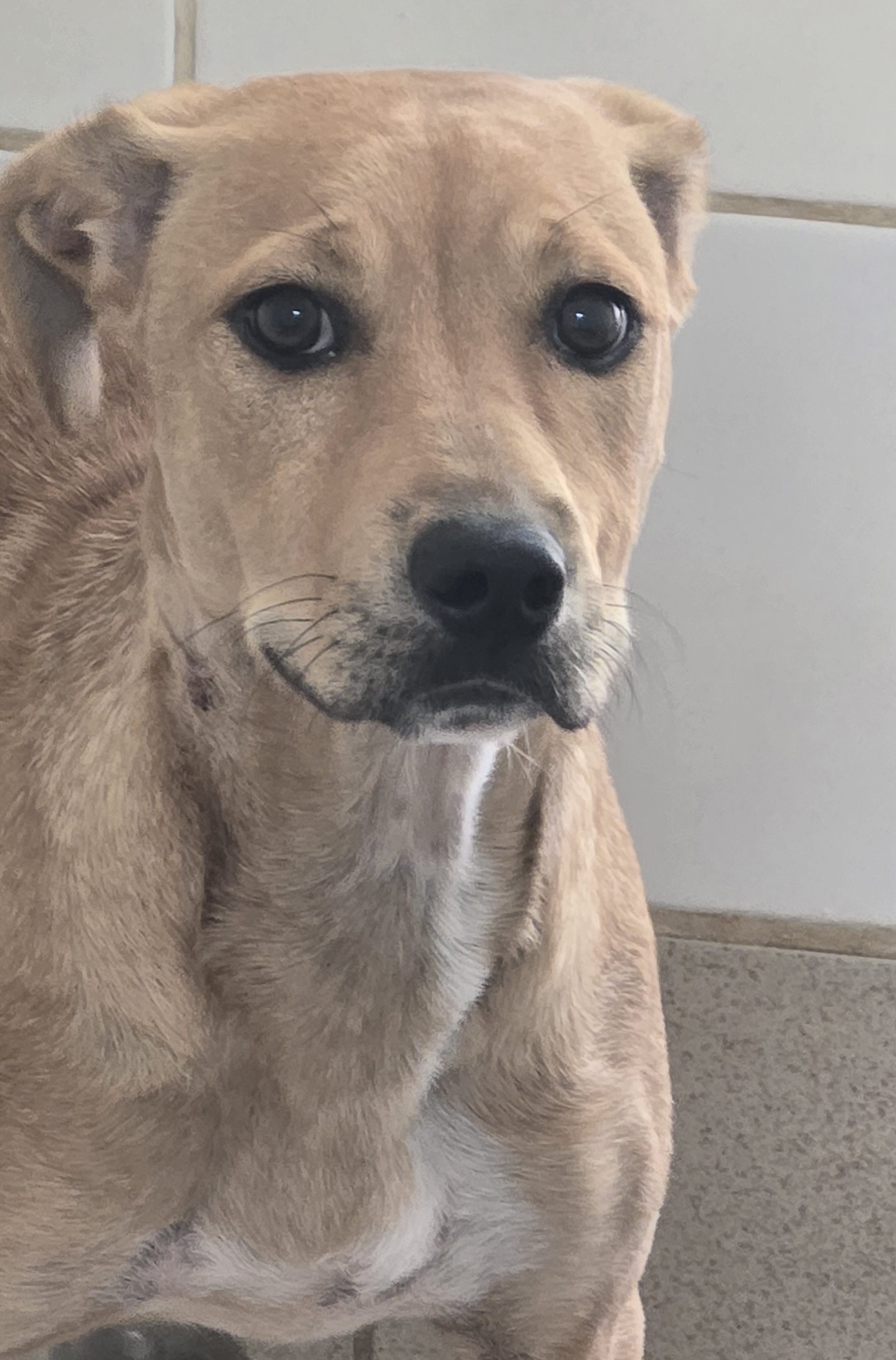 #PraCegoVer: Mel é uma cachorra de pelagem marrom com manchas brancas, possui olhos marrons e está em pé olhando para cima. 